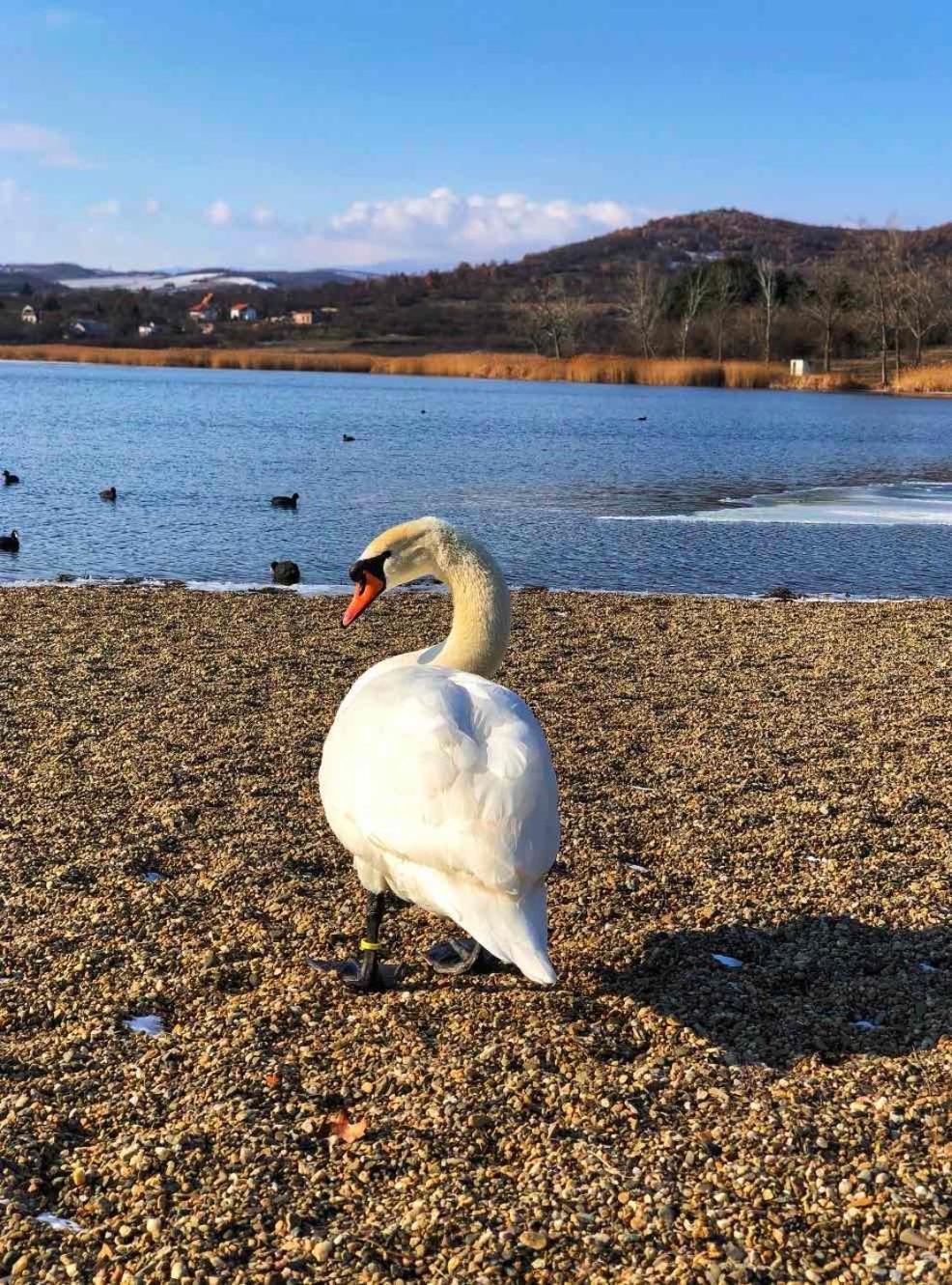 Garni Hotel Oblacinsko Jezero Oblacina Esterno foto